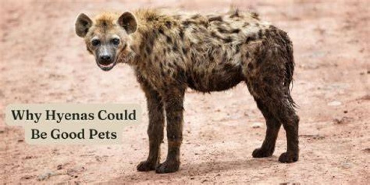 Are hyenas good pets?