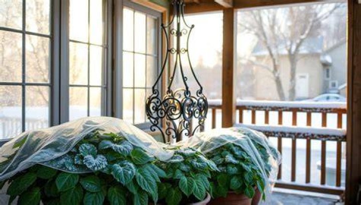 Are plants on covered porch safe from frost?