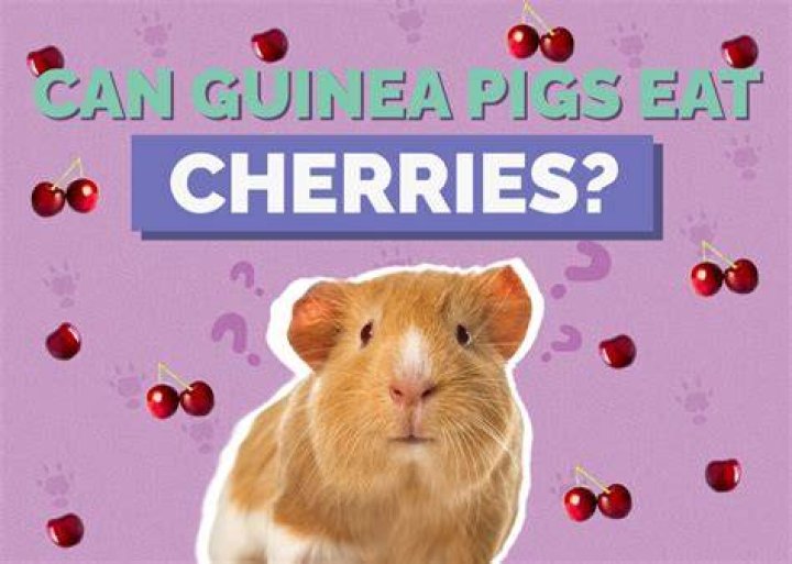 Can guinea pigs eat cherries?