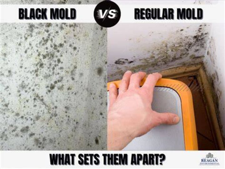 Can you wipe off black mold?