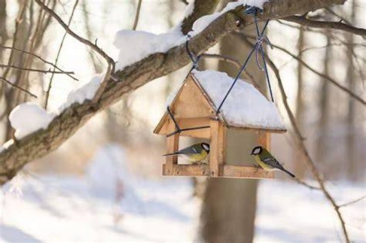 Do birds like hanging bird feeders?