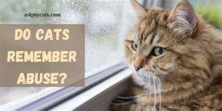 Do cats remember if you accidentally hurt them?