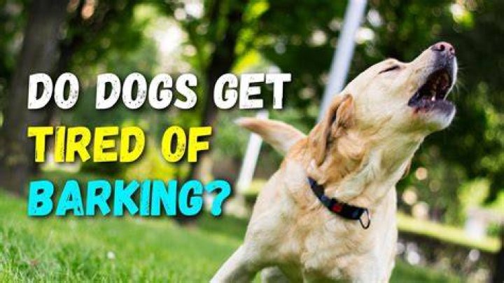 Do dogs get tired of barking?
