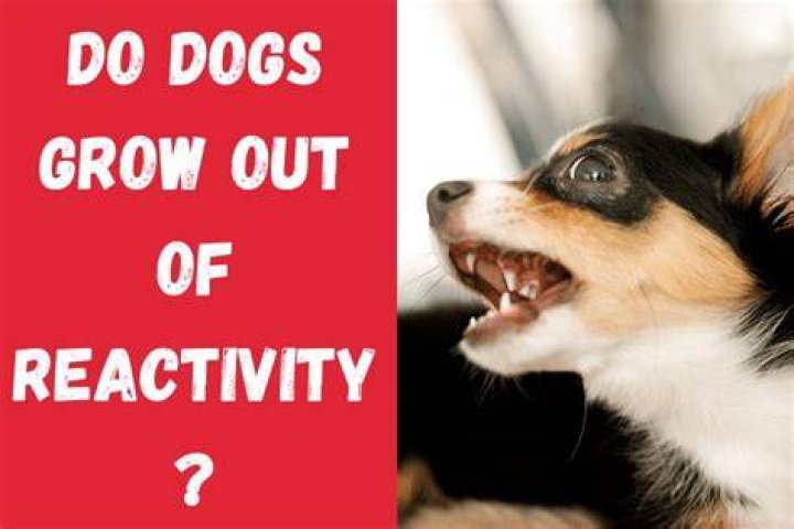 Do dogs grow out of fear aggression?