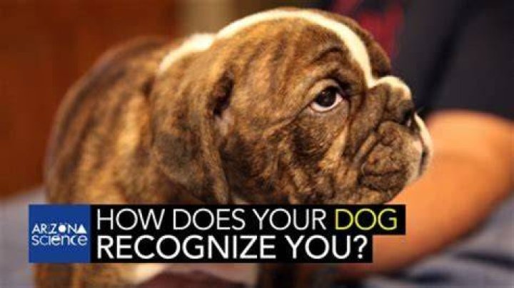 Do dogs recognize their name?