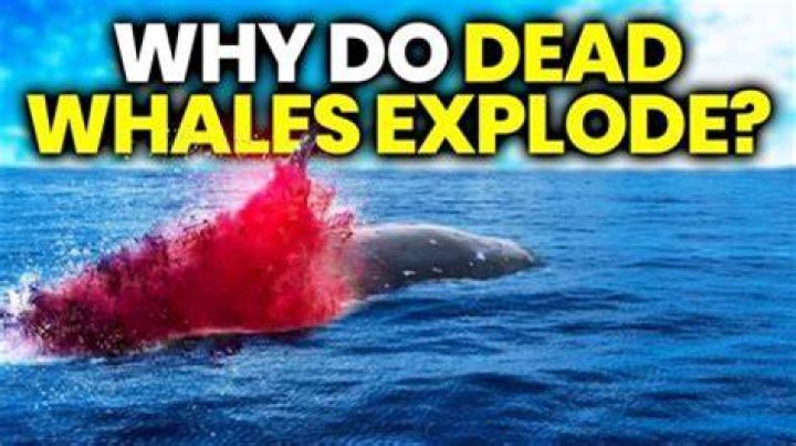 Do dying whales explode?