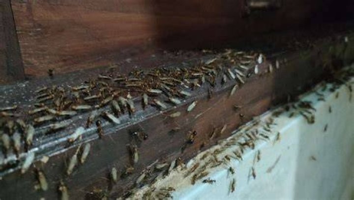 Do flying termites mean infestation?