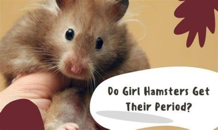Do hamsters have a period?