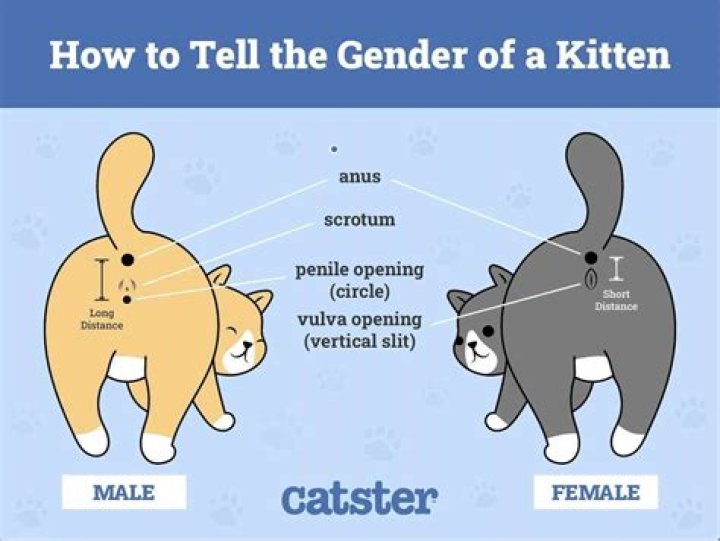 Do male cats have spikes on their willies?
