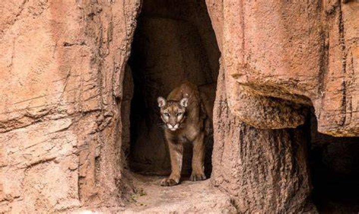 Do mountain lions live in dens?