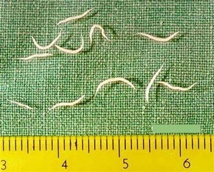 Do pinworms eventually go away?