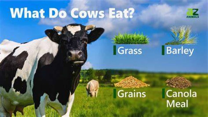 Do we eat heifers?
