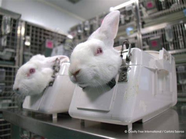 Does crest do animal testing?