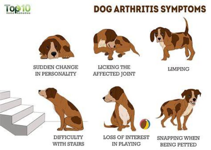 How can I help my dog with arthritis pain?