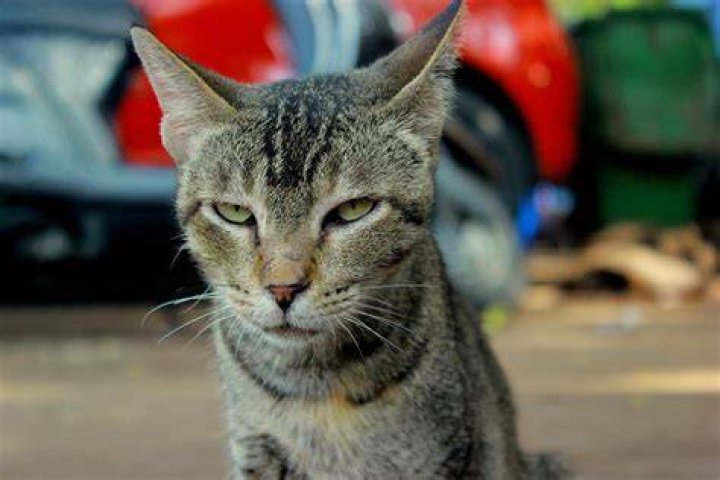 How can you tell if a cat is upset?