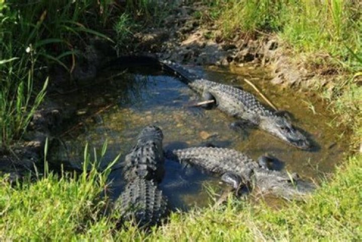 How do alligators go to the bathroom?