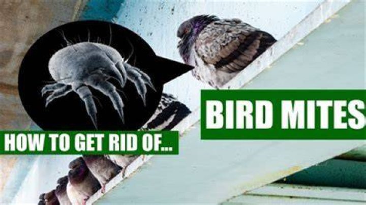 How do bird mites get in the house?