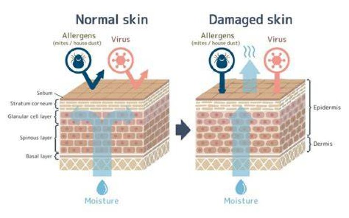 How does skin heal when damaged?