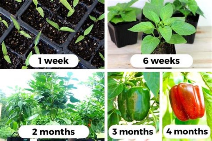 How long does it take for pepper seeds to sprout?