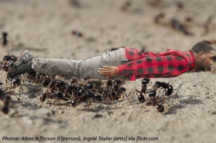 How many ants would carry a human?