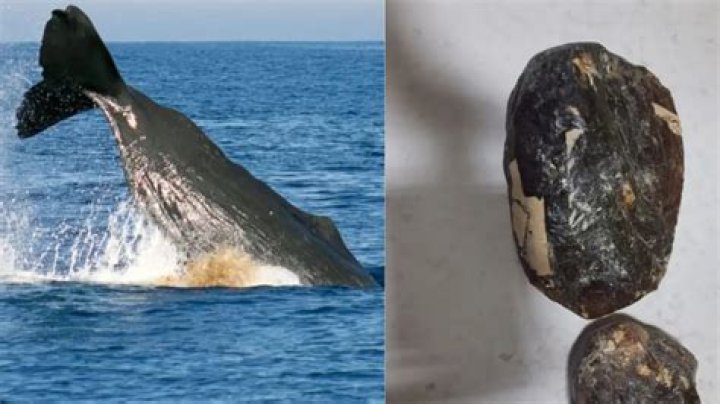 How much is whale vomit worth?
