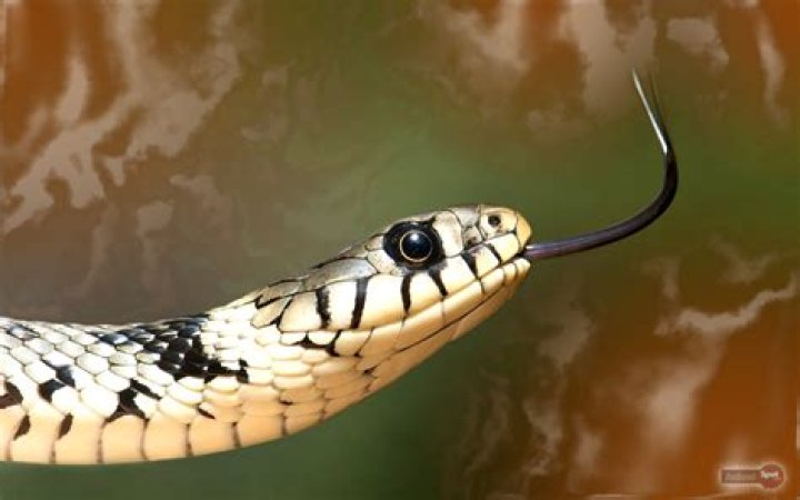 Is barracuda a snake?