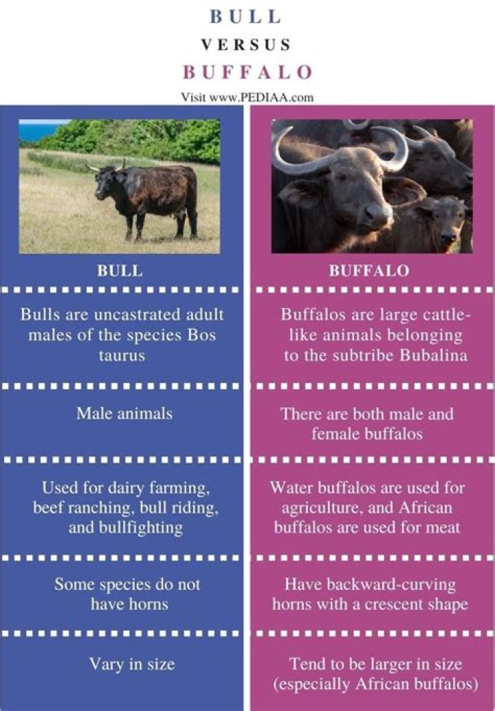 Is bull and buffalo the same?
