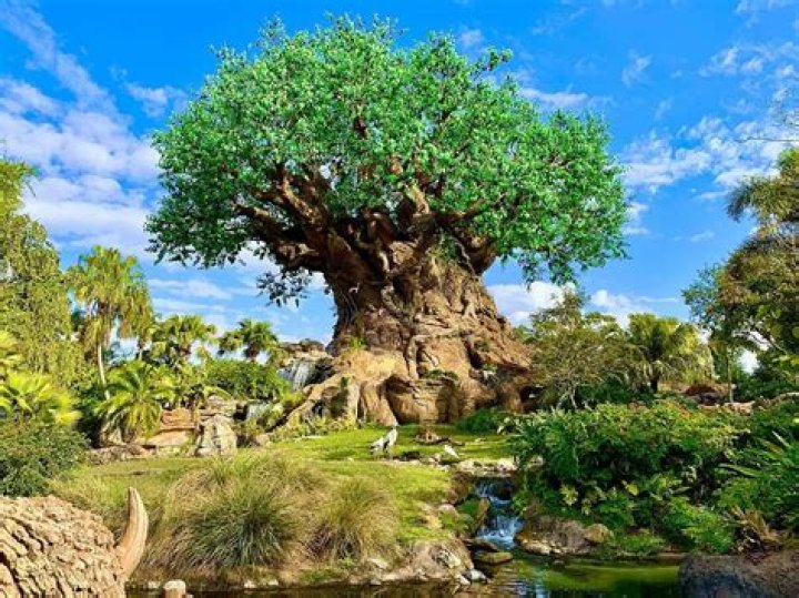 Is the tree of life a real tree?