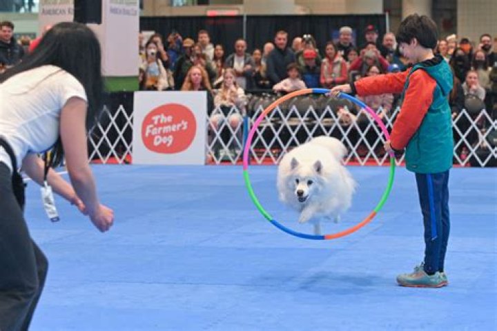 What's the most common trick a pet dog can perform?