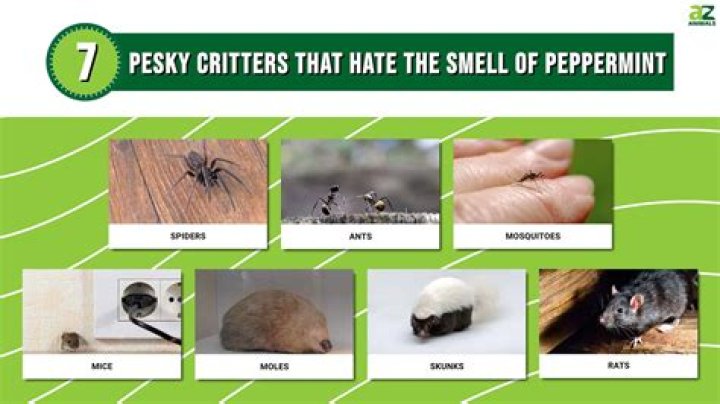 What animals hate the smell of peppermint?