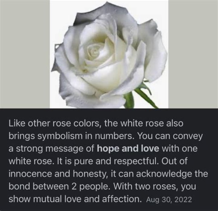 What does a single white rose represent?