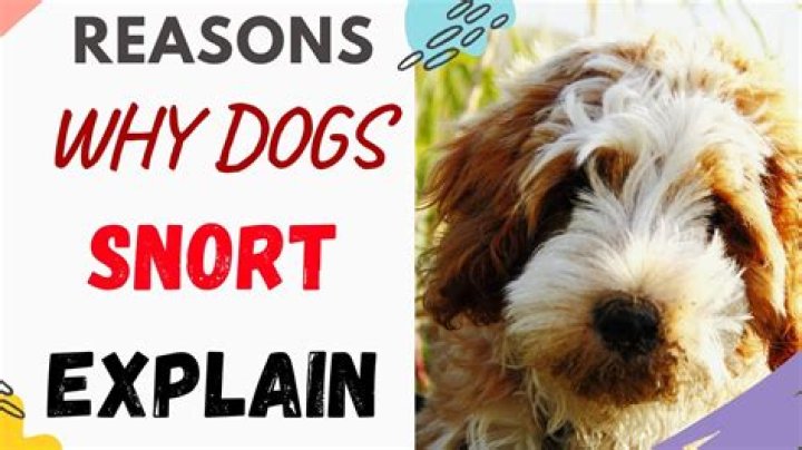 What dogs snort?