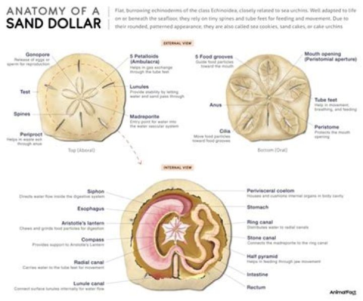 What happens when you break open a sand dollar?
