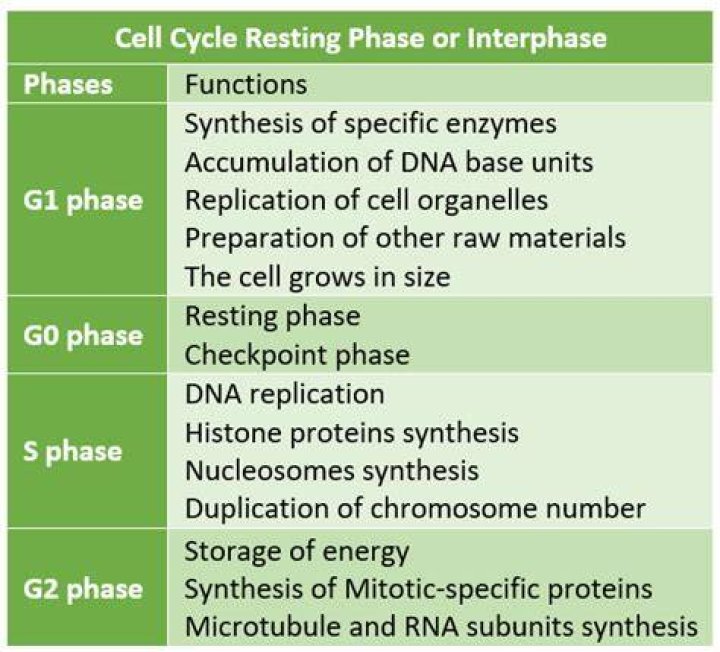 What is the meaning of S phase?