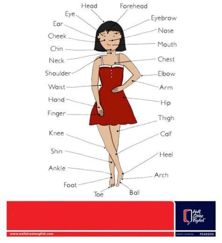 What is the weakest part of the female body?