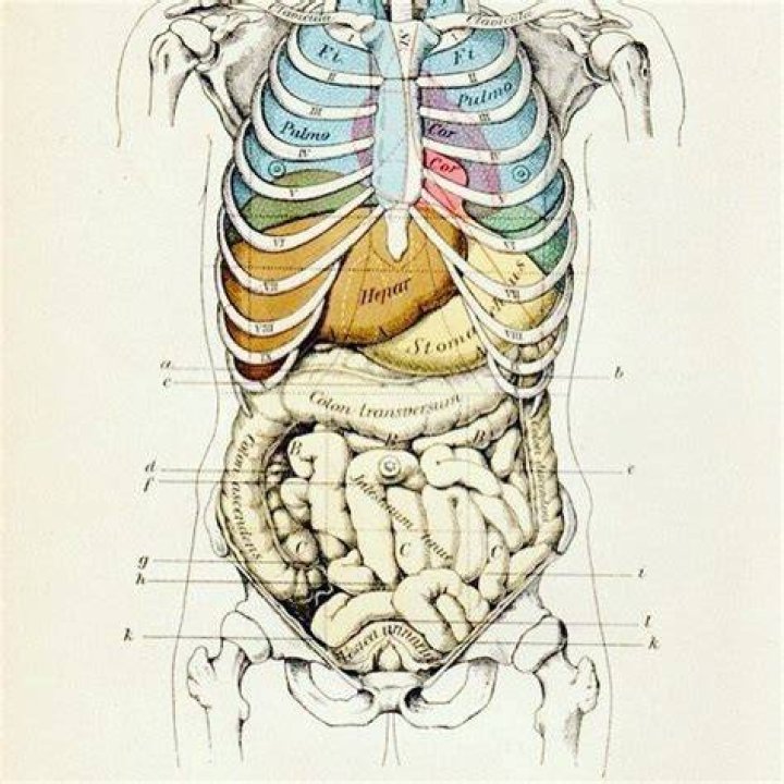 What organ is in between your rib cage?