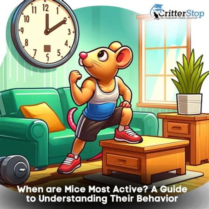 What time are mice most active?
