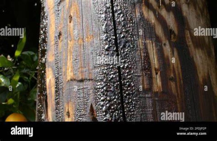 What wood creates the most creosote?