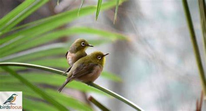 When birds focus their eyes on two different things?