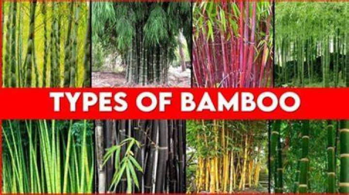 Which bamboo is best suited for house construction?