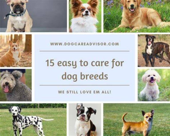 Which dog is easiest to take care?