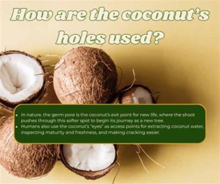Why do coconuts have 3 holes?