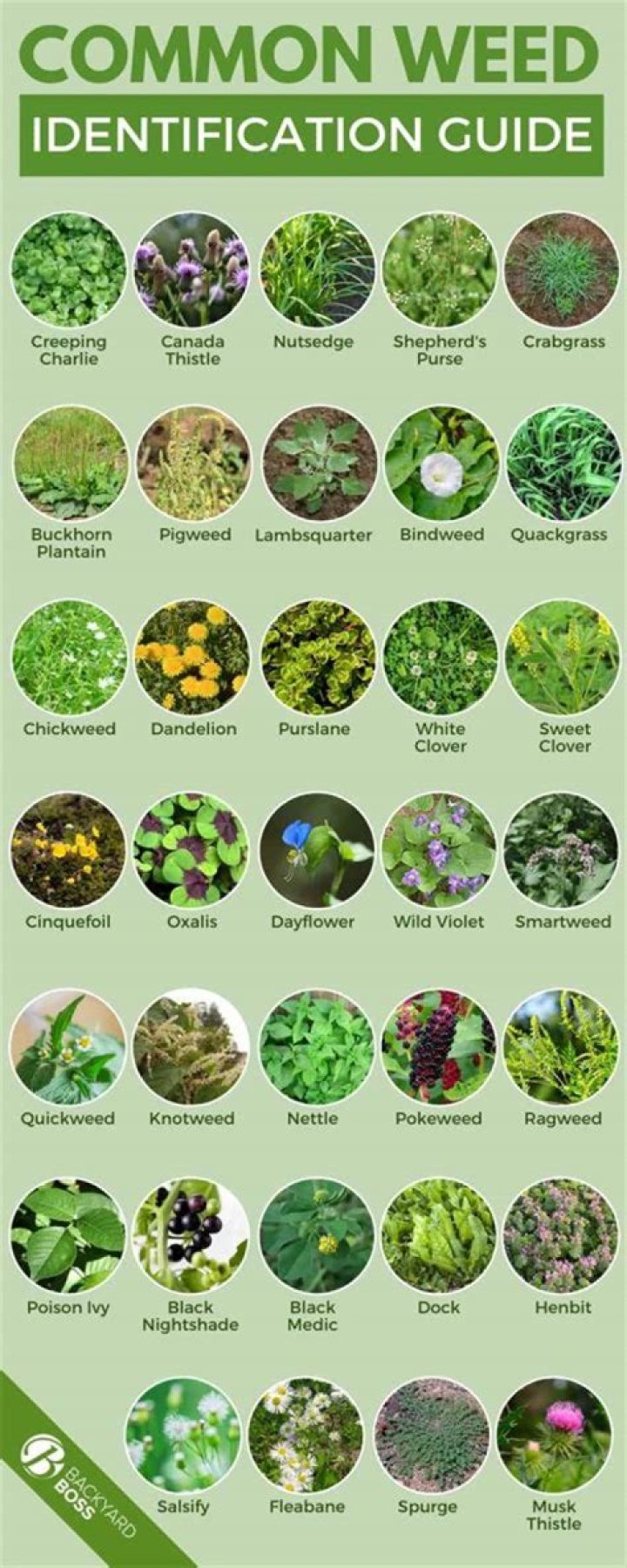 Why do so many weeds grow in my yard?