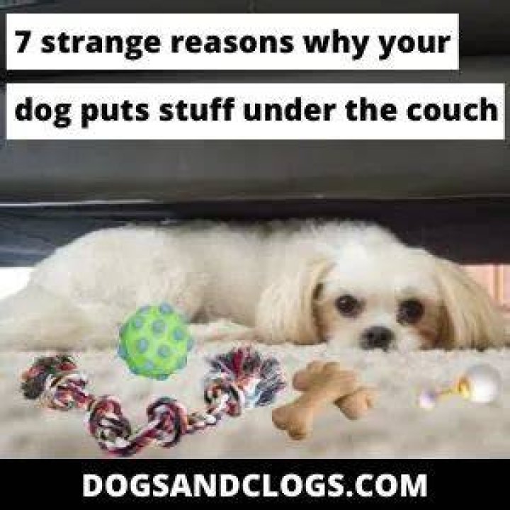 Why does my dog go crazy on the couch?