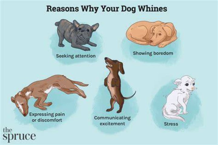 Why does the dog cry at night?