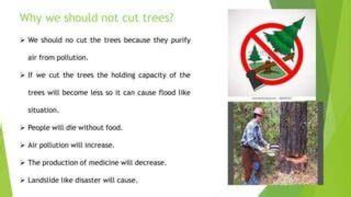 Why should we not cut trees at night?